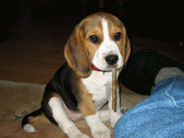 Baily