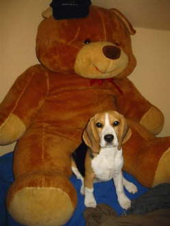 Baily+Max