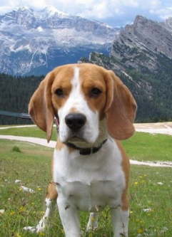 eyck sappada 2